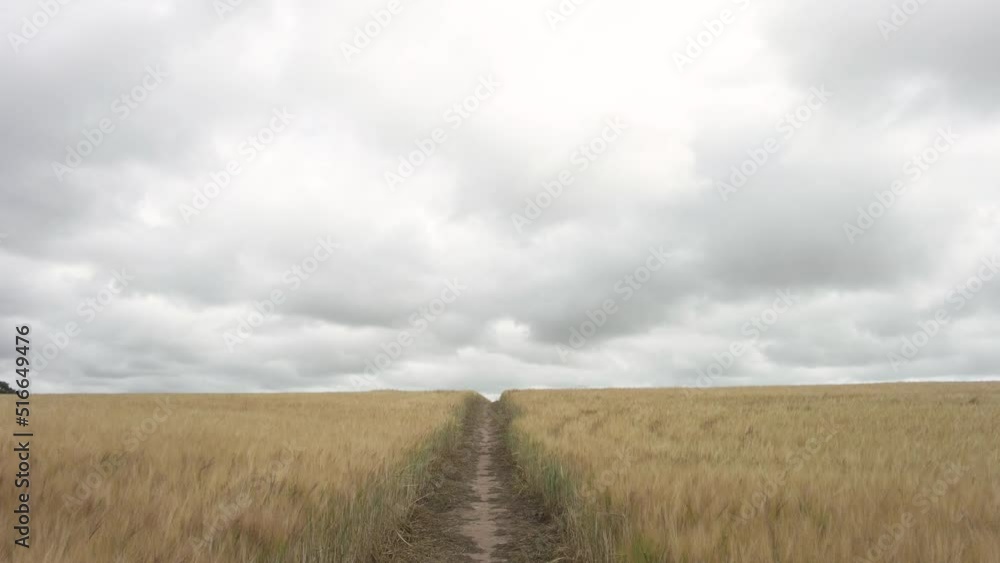Walking through a barley field in the English countryside Walking through a barley field in the English countryside