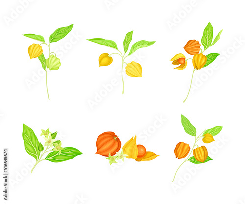 Ashwagandha or Indian Ginseng as Perennial Specie with Elliptic Leaves and Bell-shaped Flowers Vector Set