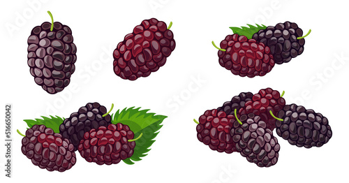 Set of fresh blue mulberry in cartoon style. Vector illustration of berries large and small sizes with leaves and separately on white background. photo