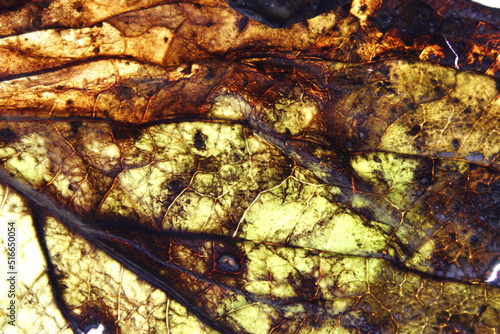 Hoja del àrbol de Tilo en otoño secàndose con verdes y marrones iluminada desde abajo se hace transparente viendo su variedad de nervaduras, forma un original diseño abstracto para fondos naturales photo