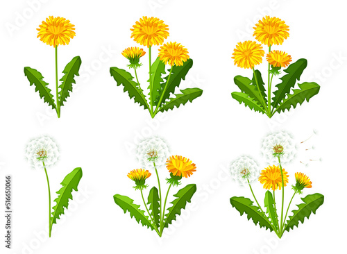 Set of beautiful yellow dandelions in cartoon style. Vector illustration of spring and summer flowers large and small sizes with closed and open buds on white background.