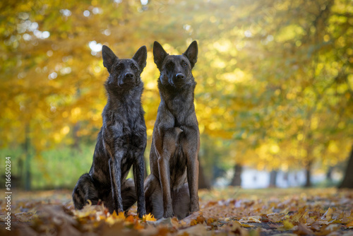 Schilderij op canvas two dogs - Belgian Shepherd Malinois with Dutch Shepherd dog