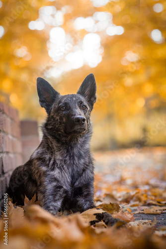 Dutch Shepherd dog portait in the autumn © Nikol