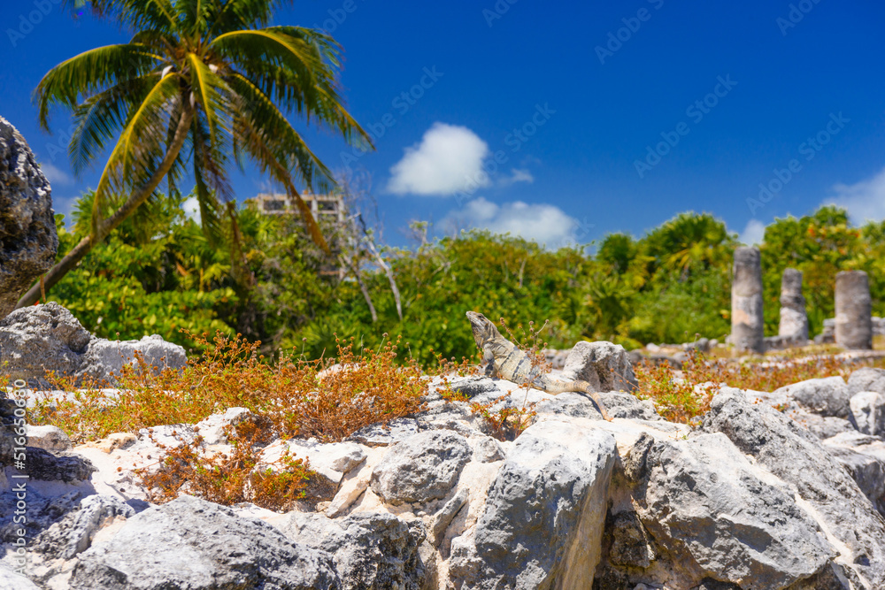 Iguana lizard in ancient ruins of Maya in El Rey Archaeological Zone near Cancun, Yukatan, Mexico