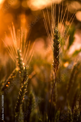 Spikelets of wheat growing at sunset. Soft sunlight falls on fresh leaves of cereals. Agriculture concept. 