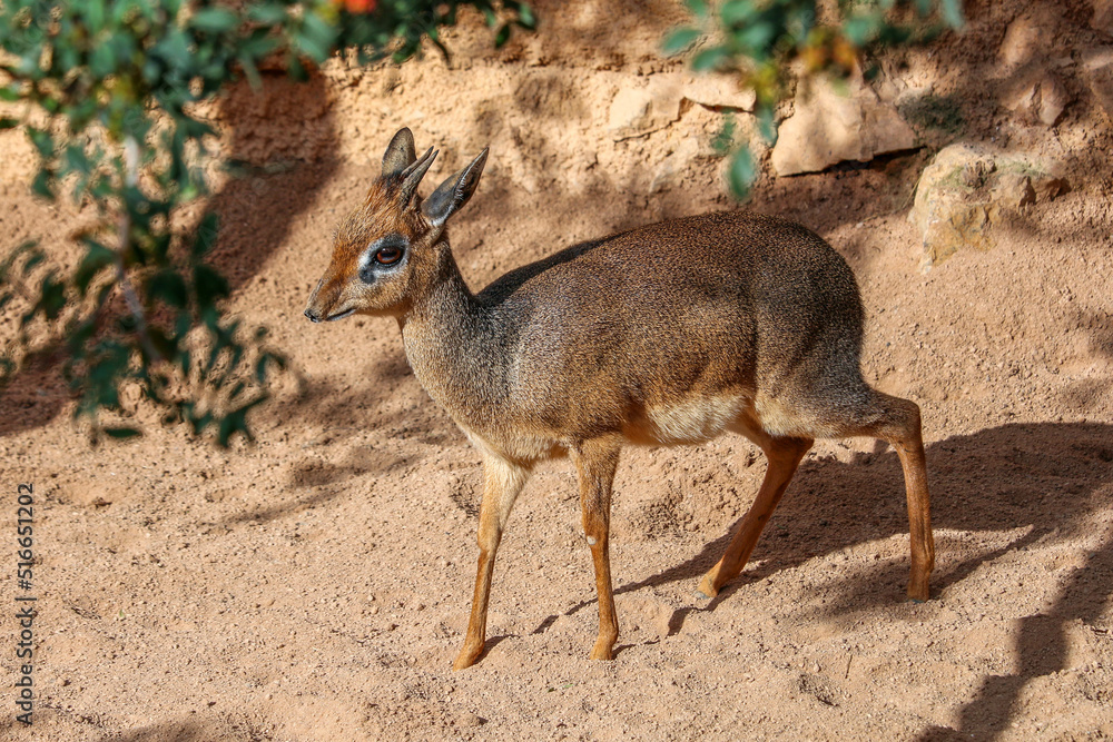 Fototapeta premium Klipspringer, small antelope from Kenya-Africa, walking alone. 