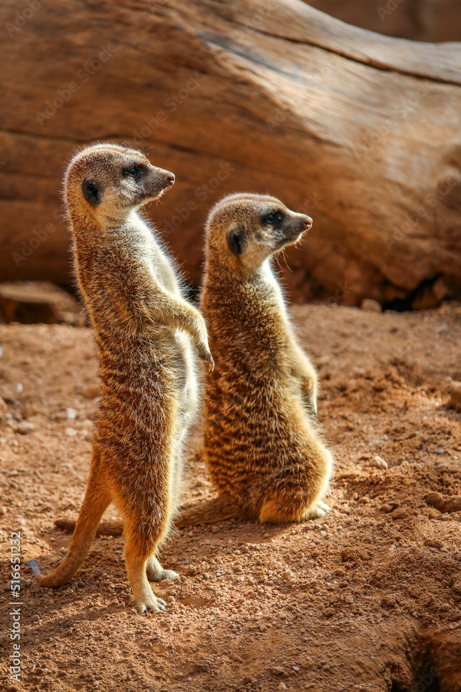 Fototapeta premium Close-up of a pair of standing meerkats