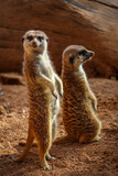 Close-up of a pair of standing meerkats