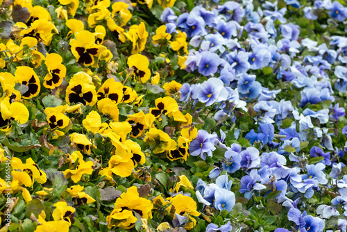 Vibrant yellow and blue Viola Cornuta pansies flowers close-up, floral background with blooming heartsease pansy flowers with green leaves