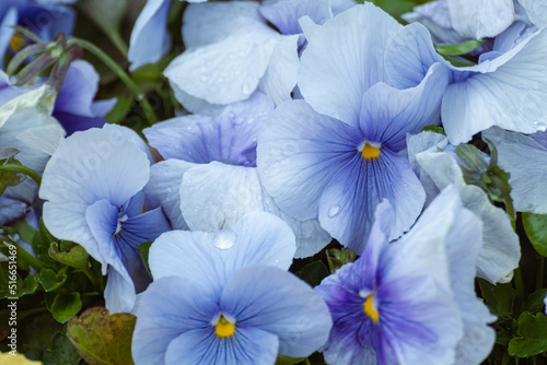 Blue Viola Cornuta pansies flowers with tender petals close-up, floral background with blooming heartsease pansy flowers with green leaves photo