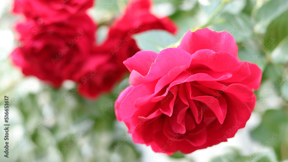 Garden Roses. Lush bush of pink red Rose on a green background. Blurred floral background with red flowers roses. Many flowers. Soft focus. Natural Floral summer background. Flower bush. Valentines Garden Roses. Lush bush of pink red Rose on a green background. Blurred floral background with red flowers roses. Many flowers. Soft focus. Natural Floral summer background. Flower bush. Valentines