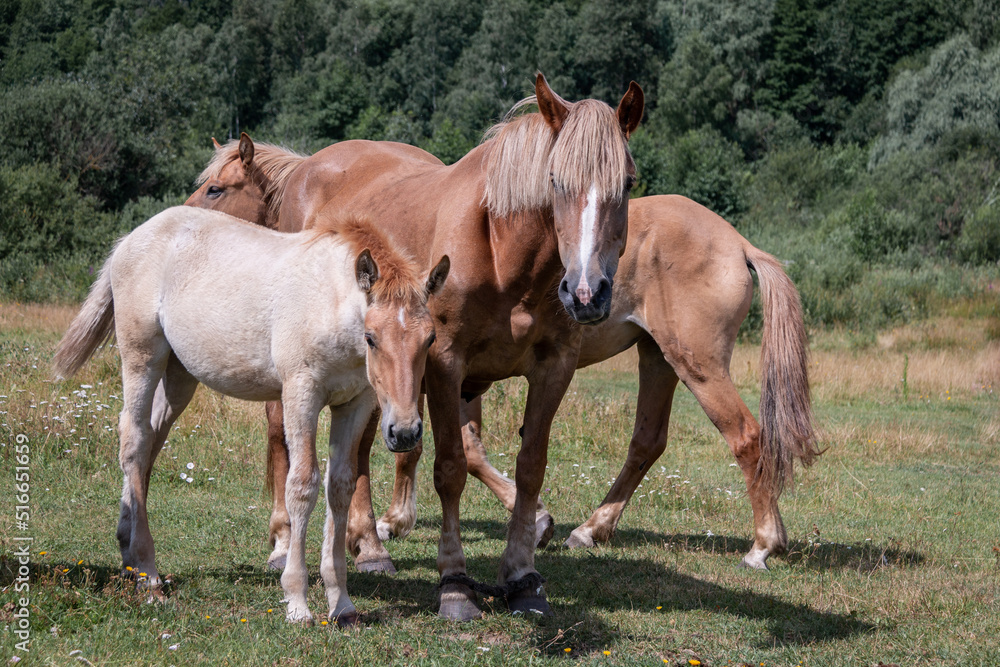 Fototapeta premium A foal and two adult horses are walking in the meadow. A family. Horse breeding.