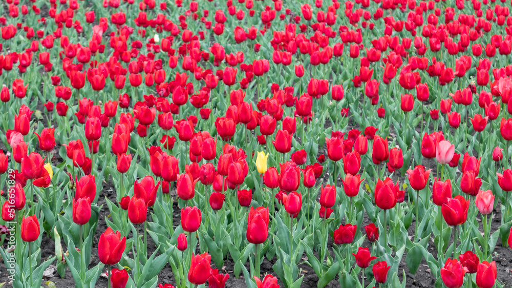 Red tulips with green leaves and one yellow flower, field close-up, spring bloom. Romantic botanical foliage