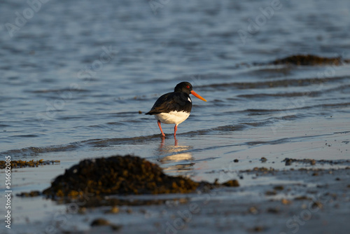 oystercatcher