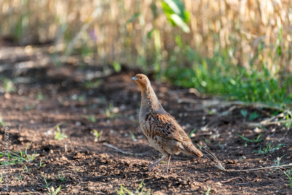 Partridge. Warm colors nature background. Grey Partridge. Perdix perdix