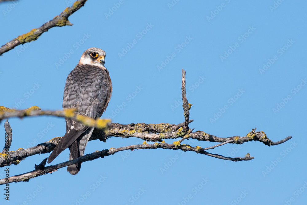 Red footed hawk Falco vespertinus in natural environment Red footed hawk Falco vespertinus in natural environment