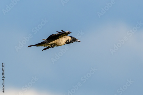 Bird Hooded Crow Corvus cornix in the wild