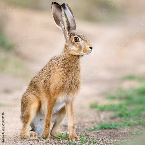 A European brown hare Lepus europaeus in the wild.