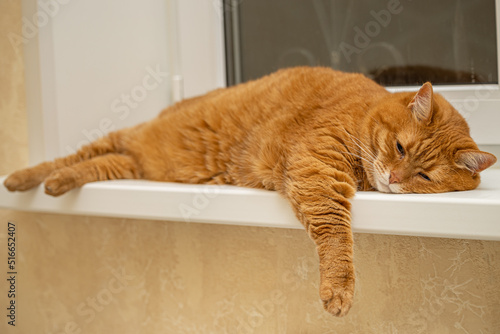 lazy ginger cat sleeps on the window (Corrected) © Oleg Opryshko