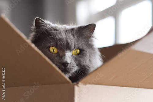 Closeup cute fluffy grey cat face sitting inside cardboard box