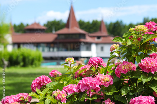 Hydrangea or hortensia flowers against blurred background with blurred building in Heviz, Hungary. Blooming bushes, beauty in nature. Selective focus