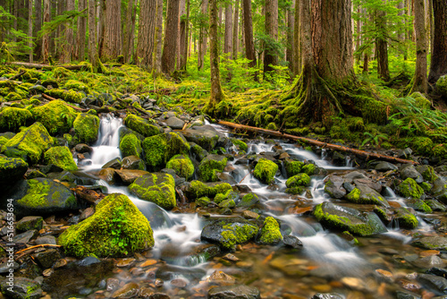 A stream cascading over moss-covered boulders flows through a forest of cedar and pine trees along the Sol Duc Falls trail in Olympic National Park, Washington