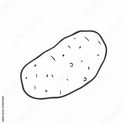 Potato tuber. Vector. Outline drawing of a vegetable on a white background. Sketch. Drawing marker on paper. Isolated object.