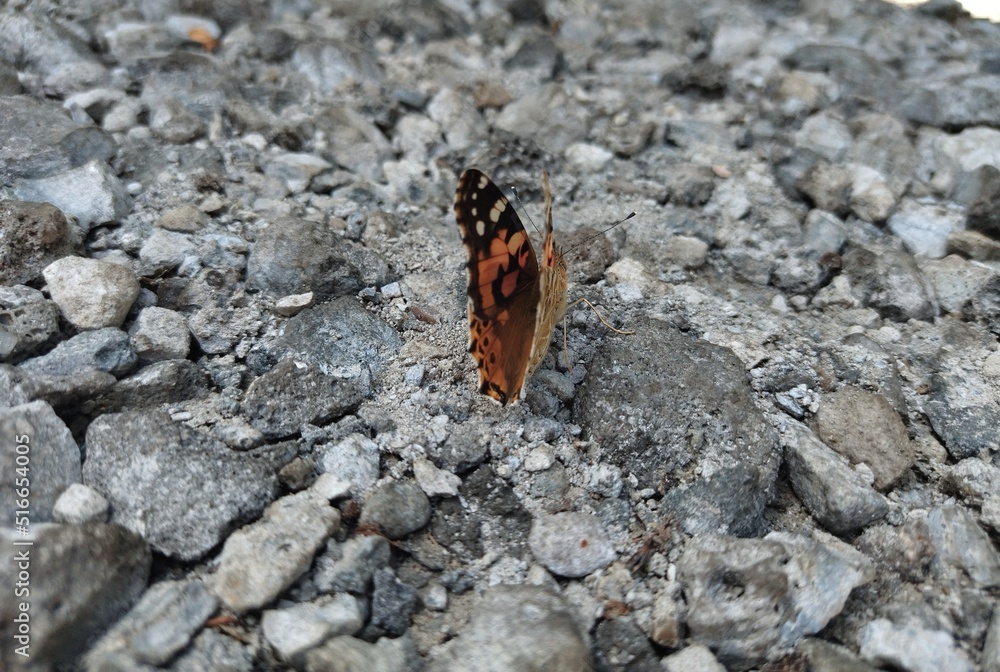 Obraz premium admiral butterfly