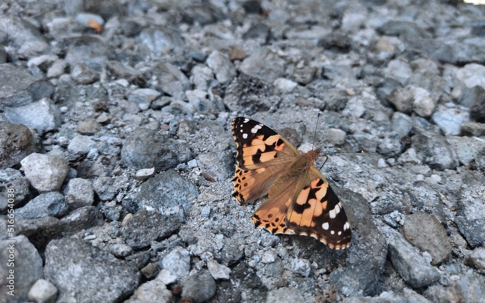 butterfly butterfly