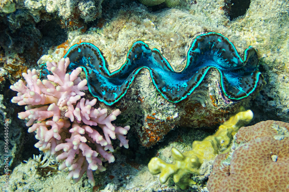 Shell On A Seabed Blue Shell Tridacna In The Coral Reef Of The Red Sea Shell On A Seabed Blue Shell Tridacna In The Coral Reef Of The Red Sea