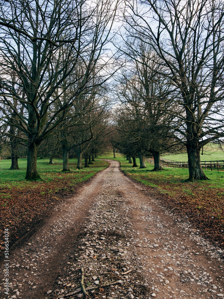 Naklejka premium road in the forest