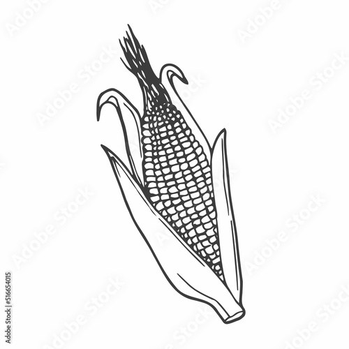 Vector hand drawn popcorn corn cob outline doodle icon. Food sketch illustration for print, web, mobile and infographics isolated on white background.