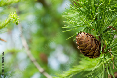 Larch tree in the woods. Natural background concept. Copy space. Space for text