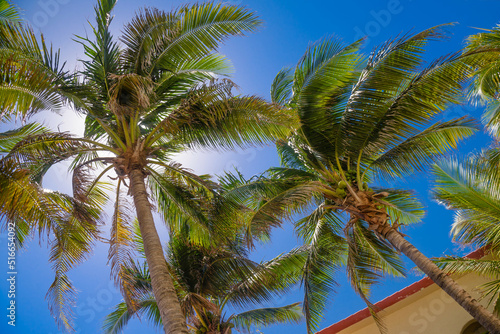 Palms on a sunny day in Playa del Carmen  Yukatan  Mexico