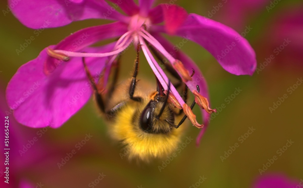 A bee minding its buzzziness. A bee minding its buzzziness.
