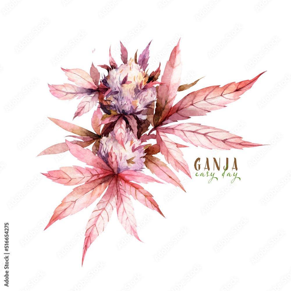 Fototapeta premium Marijuana watercolor illustration. Ganja drawing. Cannabis green plant. Flowering plant, keep calm clipart on white background