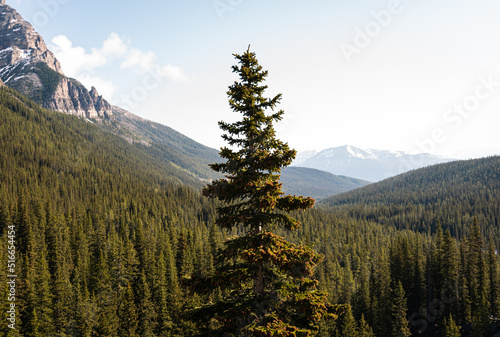 Strength in Number Tree at Moraine Lake