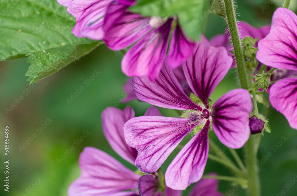 Macro nature photograph of Malva sylvestris, also known as Mauve des Bois taken in early summer in Ontario Canada. Macro nature photograph of Malva sylvestris, also known as Mauve des Bois taken in early summer in Ontario Canada.