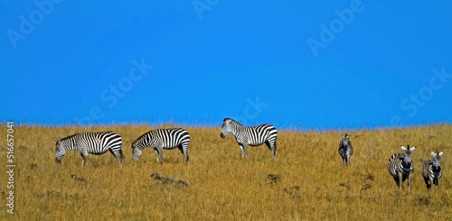 Zebras Grazing Lake Manyara  Tanzania