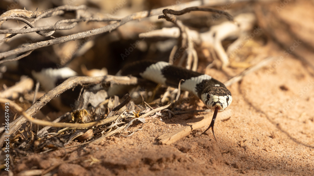 A California Kingsnake emerges from between roots growing up out of the sand into the morning light and turns towards the camera flicking it's tongue in and out. A California Kingsnake emerges from between roots growing up out of the sand into the morning light and turns towards the camera flicking it's tongue in and out.