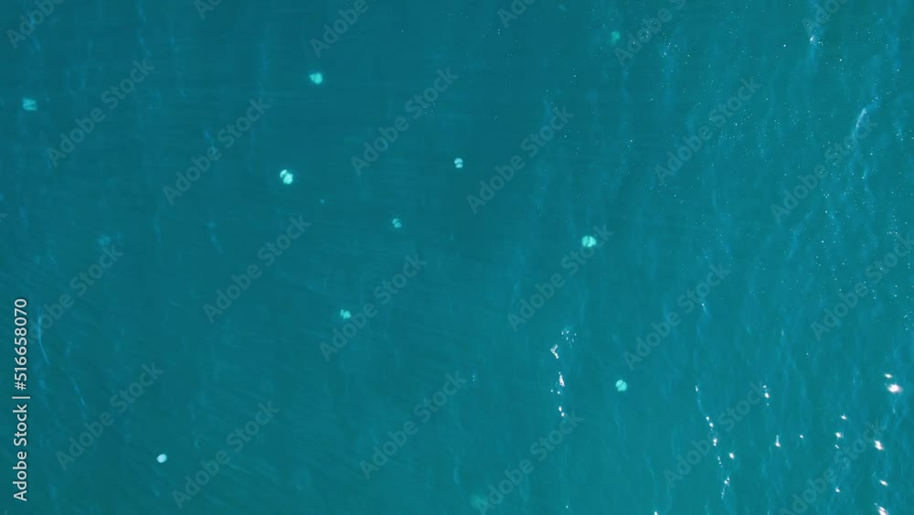 jellyfish jellyfish