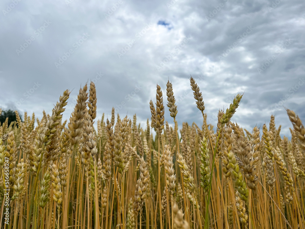 Background of a beautiful field with ripening rye. Rye close-up with copyspace Background of a beautiful field with ripening rye. Rye close-up with copyspace