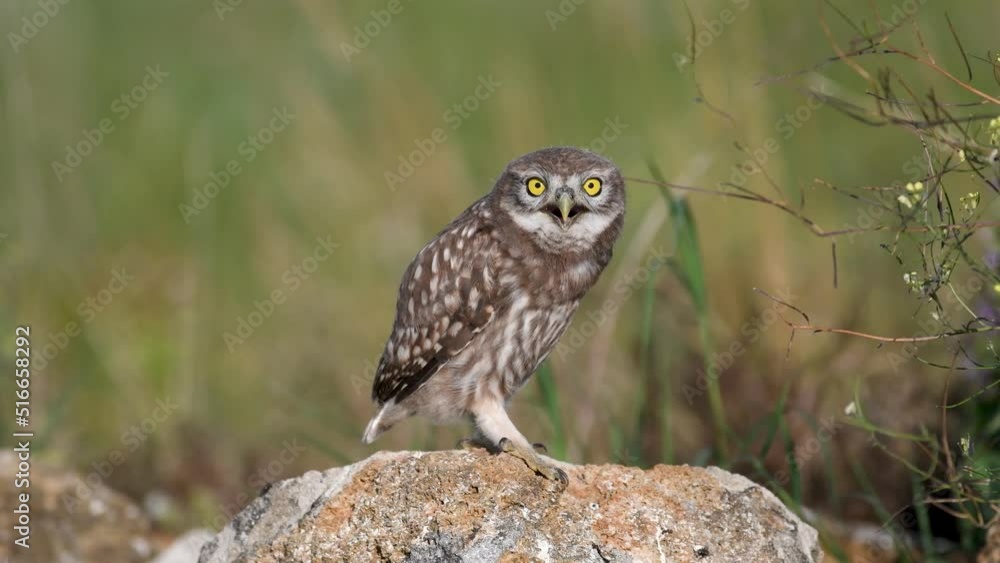 Little owl in natural habitat Athene noctua. Owl sits on a rock on a very hot day. Little owl in natural habitat Athene noctua. Owl sits on a rock on a very hot day.
