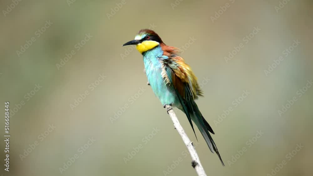 European bee-eater Merops apiaster. A bird sits on a branch and cleans its feathers. European bee-eater Merops apiaster. A bird sits on a branch and cleans its feathers.