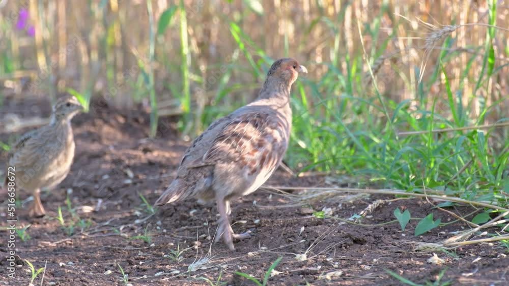 Partridge. Warm colors nature background. Grey Partridge. Perdix perdix. Partridge. Warm colors nature background. Grey Partridge. Perdix perdix.