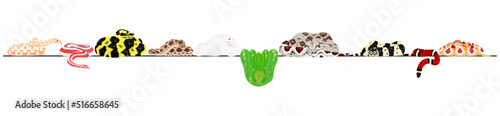 pet snakes in a row
