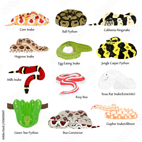 pet snakes bundle