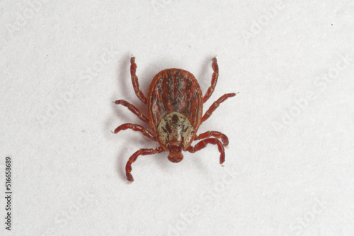 Tique (Dermacentor reticulatus)