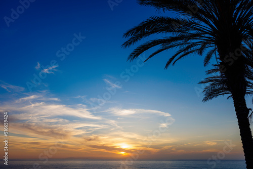 Fototapeta Naklejka Na Ścianę i Meble -  palm trees at sunset