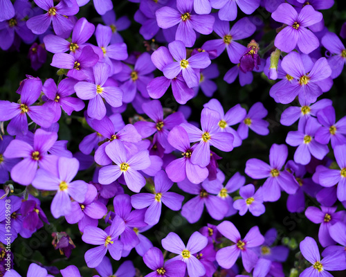 a lot of small purple flowers of the small periwinkle in spring, front view. purple background with flowers. 